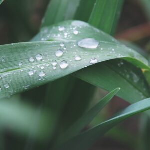 Dew on Leaves